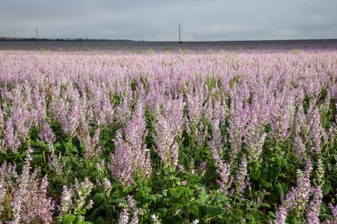 Heath çiçek arka plan
