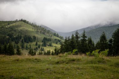 yaz günü Karpat Dağları