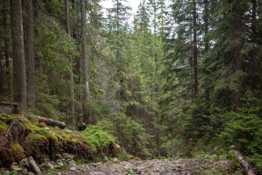 yaz günü Karpat Dağları