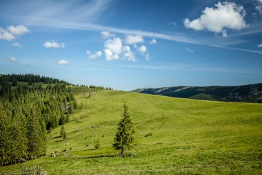 yaz günü Karpat Dağları