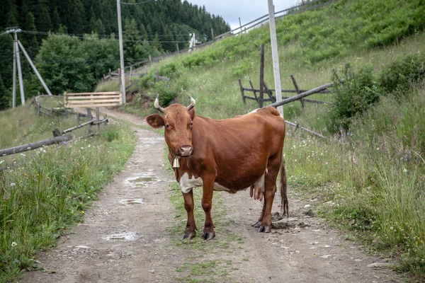 Lehmä vihreällä kesäniityllä — kuvapankkivalokuva