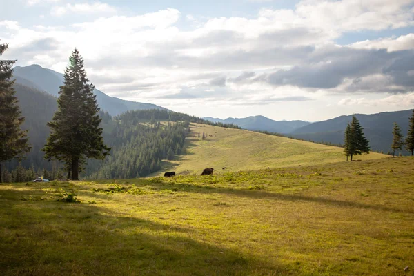 Summer day in Carpathian mountains — Stock Photo, Image
