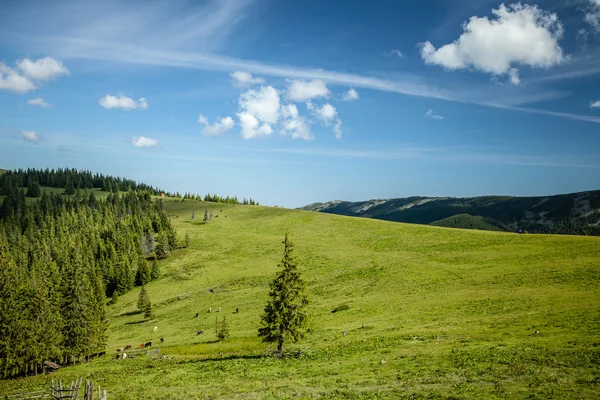 Musim panas di pegunungan Carpathian — Stok Foto