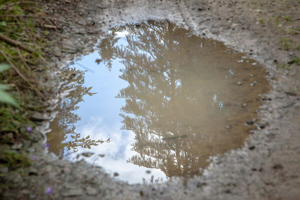 mud puddle reflecting sky and evergreens