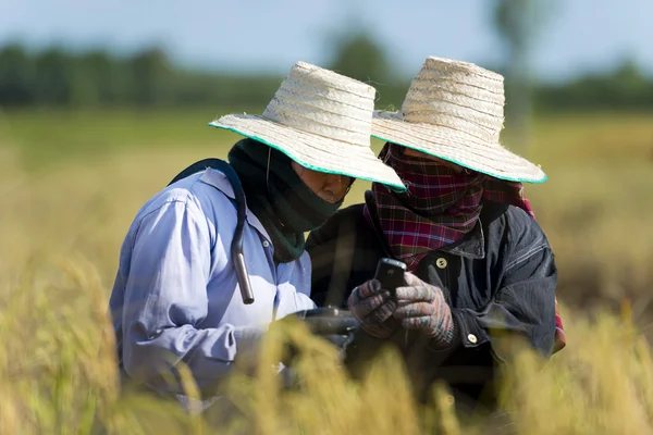 Producteurs de riz avec téléphone portable — Photo