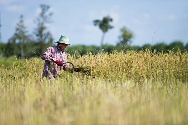 Agriculteur asiatique récolte de riz — Photo