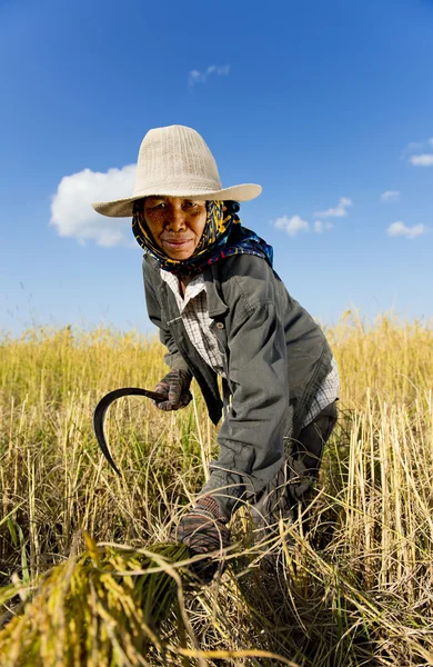 Hårt arbetande rice jordbrukare — Stockfoto