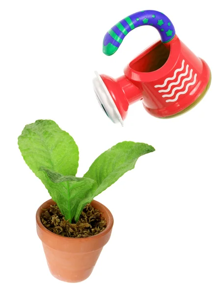 Konewka i roślin garnek — Zdjęcie stockowe