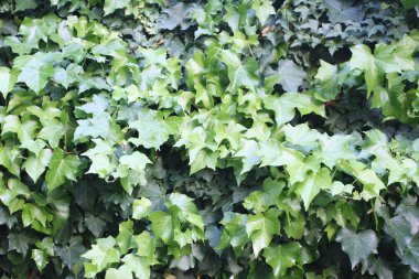 Ivy arka plan tırmanma