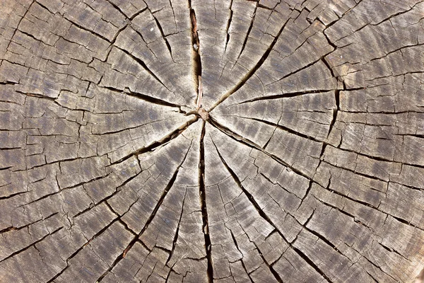 Φόντο κούτσουρο δέντρο — Φωτογραφία Αρχείου