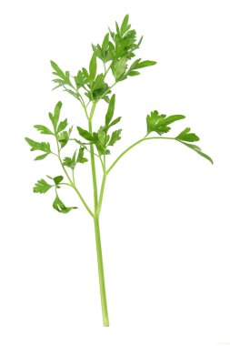 Maydanoz