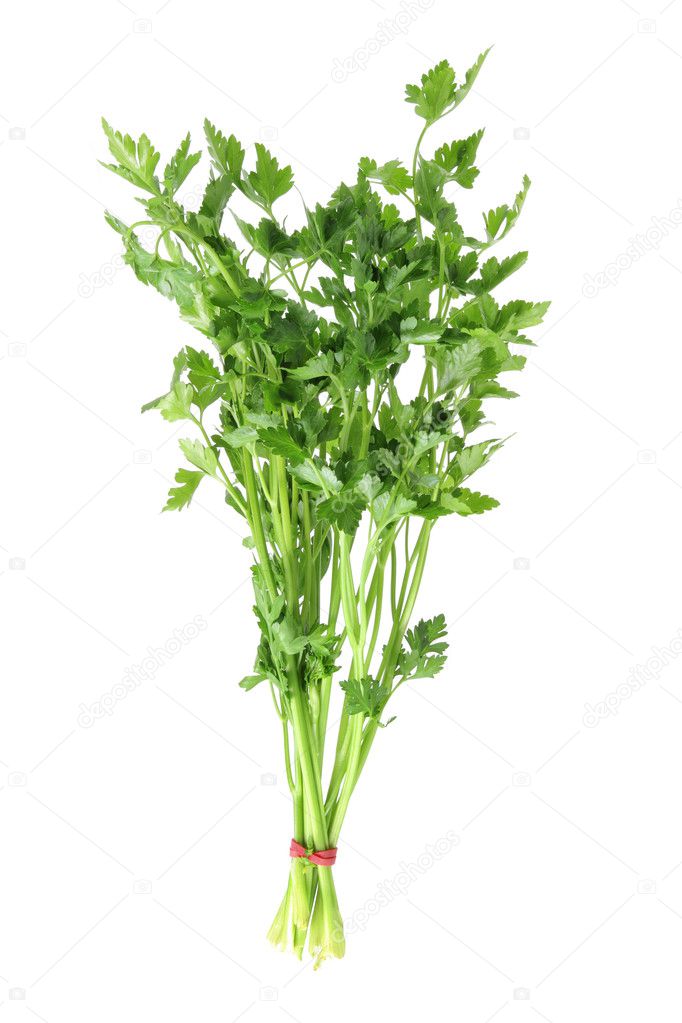 Parsley Stock Photo by ©newlight 13773768