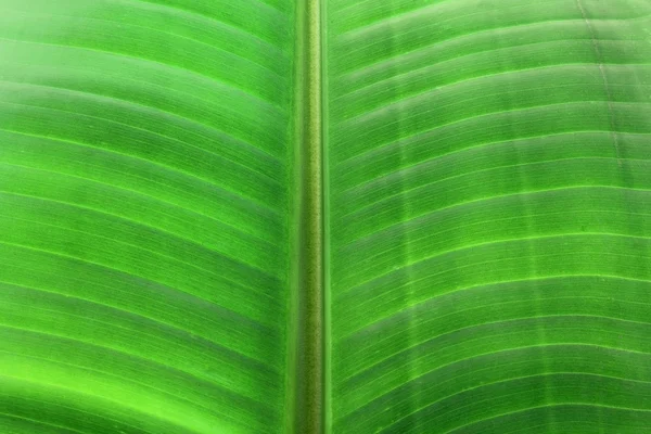 Palm Leaf — Stock Photo, Image