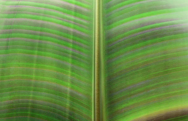 Palm Leaf — Stock Photo, Image