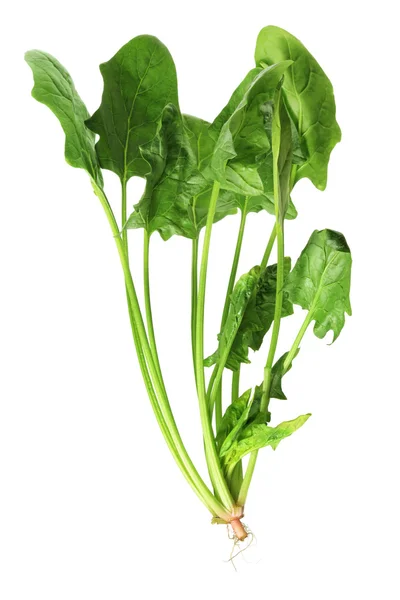 Spinach — Stock Photo, Image