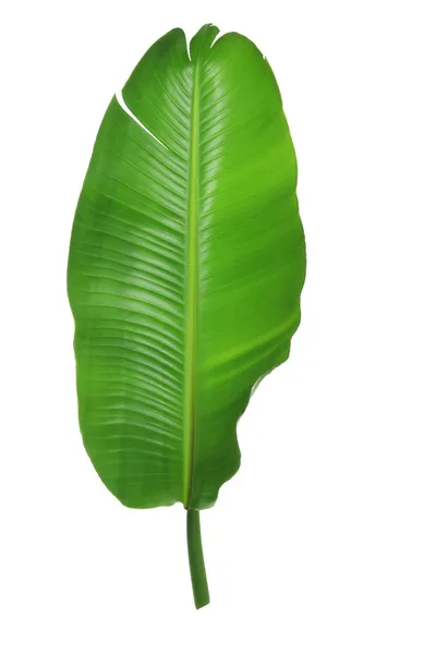 Palm Leaf — Stock Photo, Image