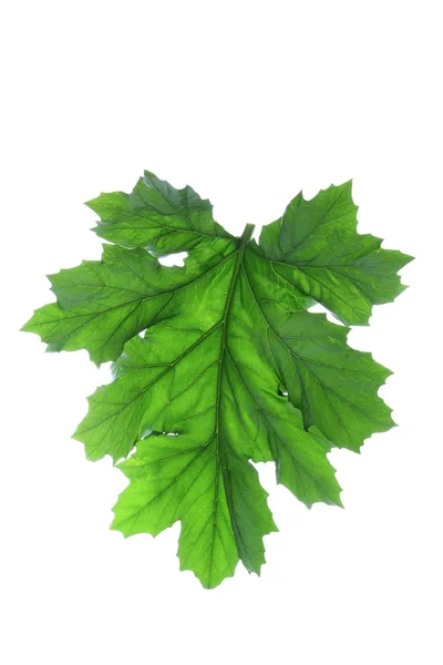 Akant kłujacy liść — Zdjęcie stockowe