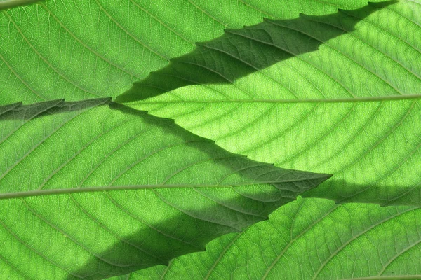 Folhas de freixo — Fotografia de Stock