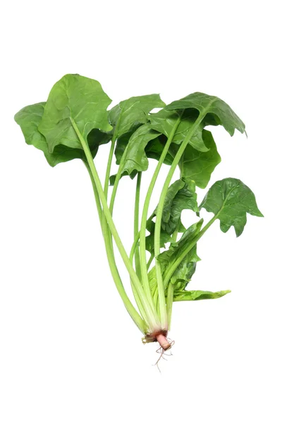 Bunch of Spinach Stock Picture