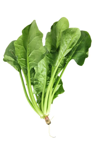 Bunch of Spinach — Stock Photo, Image