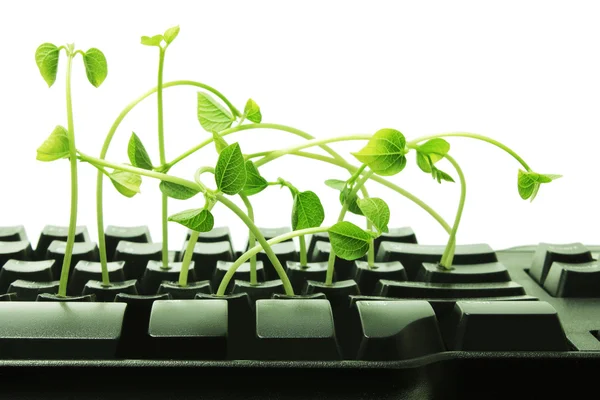 Teclado de computadora con brotes de guisante de nieve — Foto de Stock