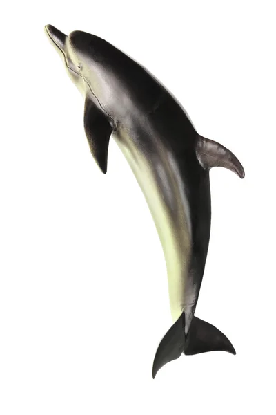 Dolphin — Stock Photo, Image