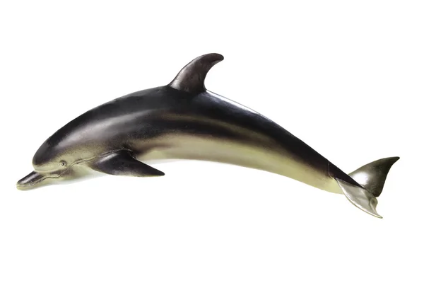 Dolphin — Stock Photo, Image