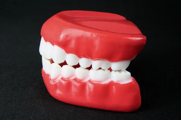 Denture Model — Stock Photo, Image