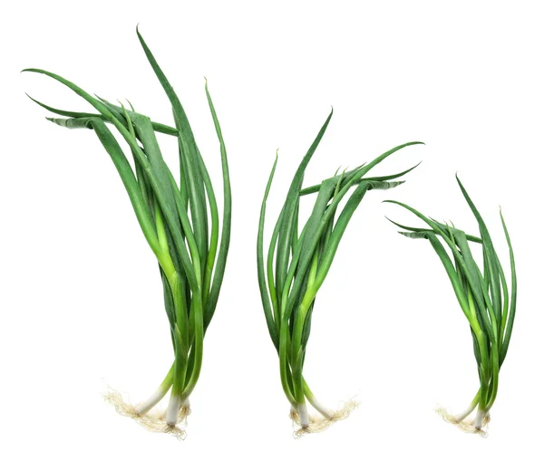 Bunches of Spring Onions — Stock Photo, Image