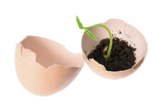 Jonge plant in eierschaal — Stockfoto