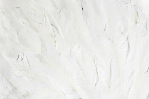 Feathers — Stock Photo, Image