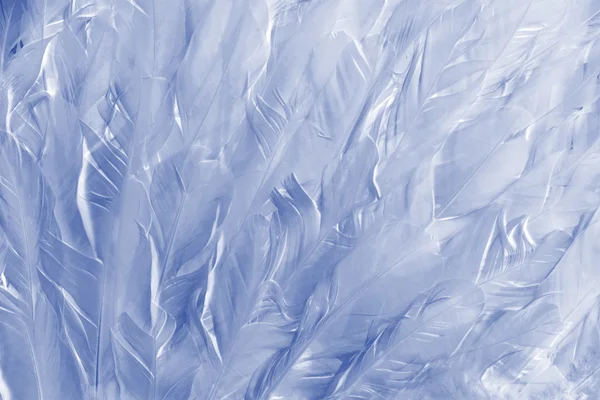 Feathers — Stock Photo, Image