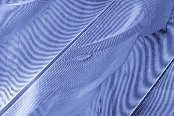 Feathers — Stock Photo, Image