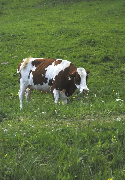 Vache tachetée 01 — Photo