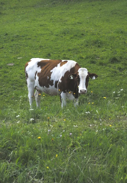 Vaca manchada 02 — Fotografia de Stock