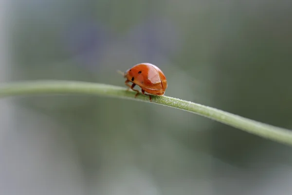 Maybeetle 02 — стоковое фото