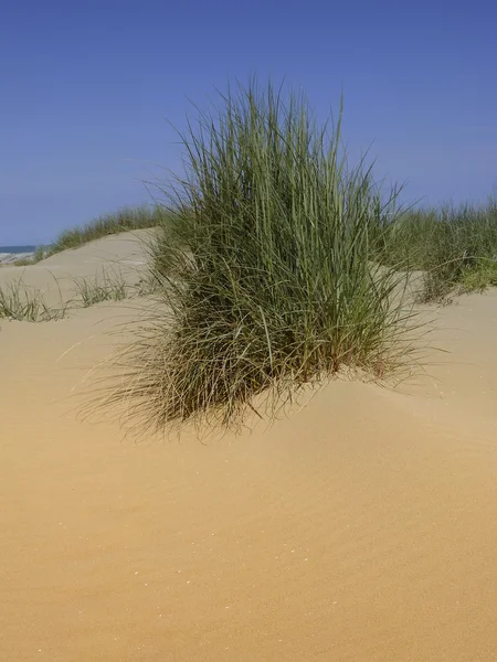 Dunes de sable 03 — Photo