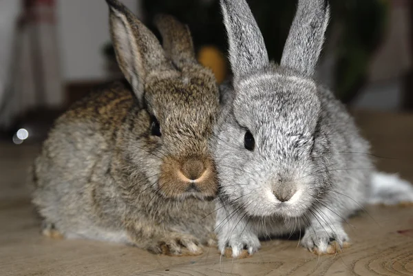 토끼 2 스톡 사진