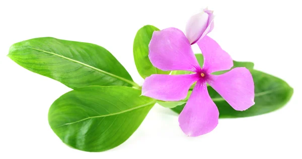 Catharanthus roseus o Nayantara medicinal —  Fotos de Stock