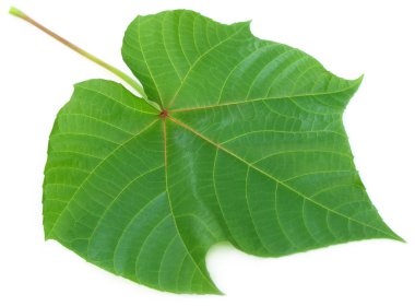 Abroma Augusta or medicinal Olatkambal clipart