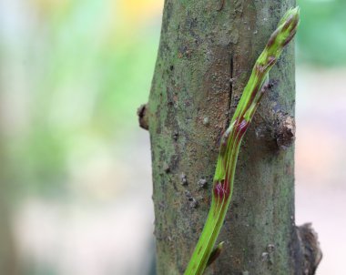 ana bilgisayar tırmanma sürünen bir bitki
