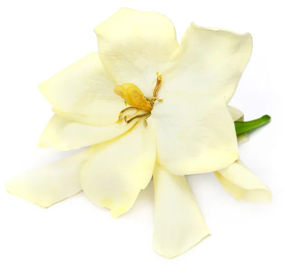 Gardenia eller gondhoraj blomma i södra Asien — Stockfoto