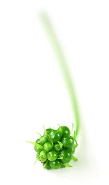 Grüne Knospen der medizinischen Lantana camara — Stockfoto