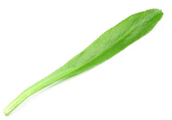 Единичный лист эрингия плодного или длинного кориандра — стоковое фото