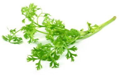 taze kişniş yaprakları