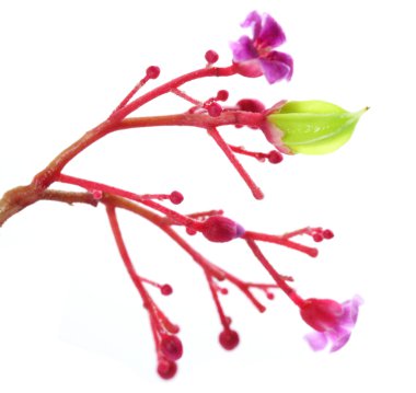 Genç carambola çiçekli