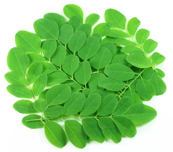 Essbare Moringa-Blätter — Stockfoto