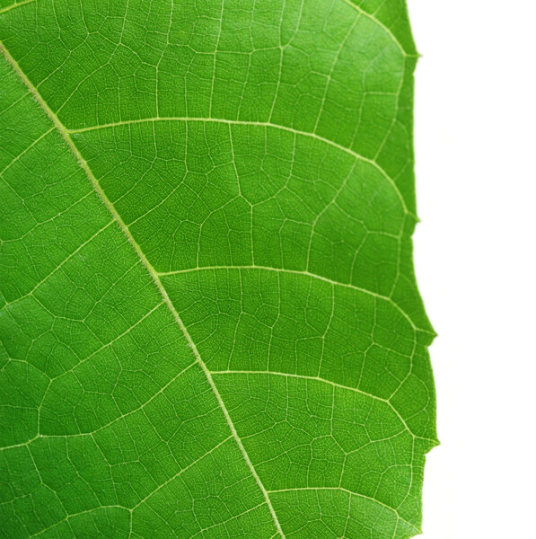 Decorative leaf of Abroma Augusta or medicinal Olatkambal