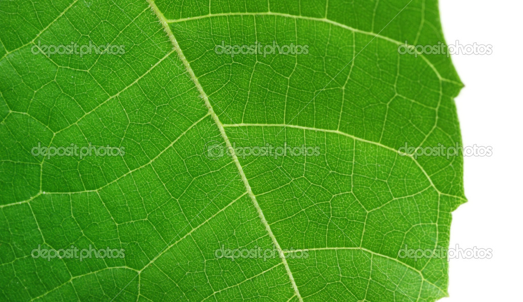Decorative leaf of Abroma Augusta or medicinal Olatkambal