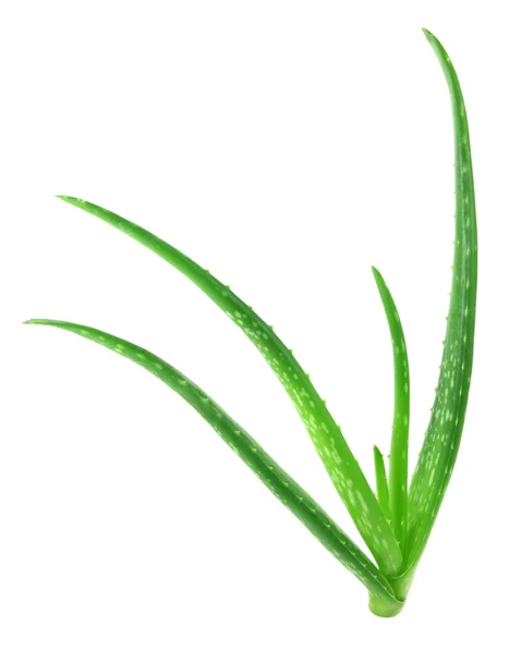 Close up of medicinal aloe vera over white background — Stock Photo, Image